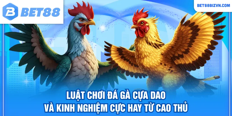 Đá gà cựa dao